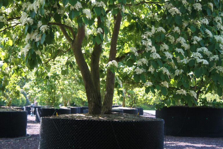 Davidia im Springring