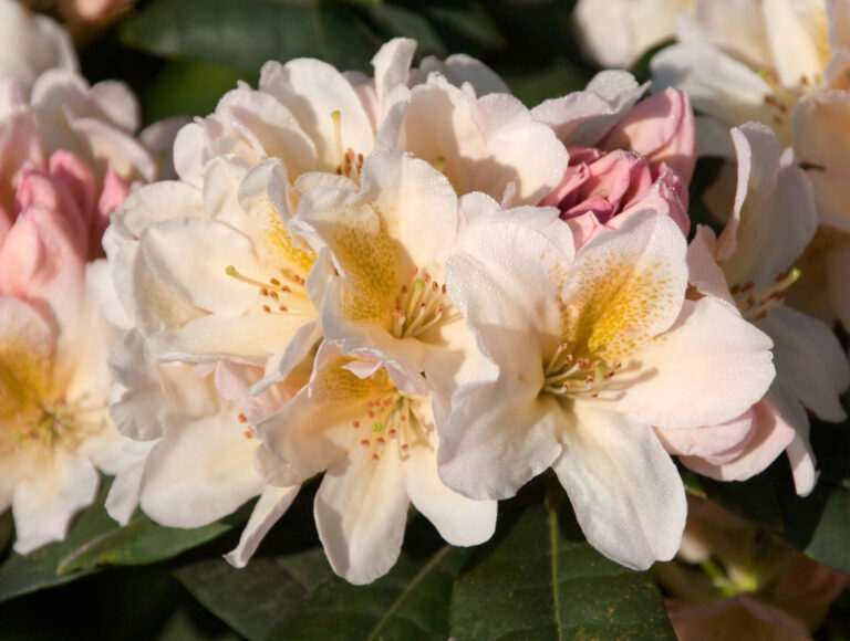 'Chateau de Villandry'