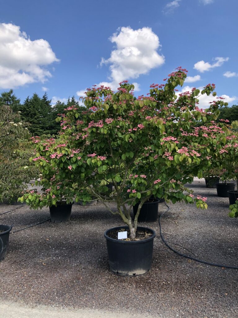 Cornus kousa 'Satomi'