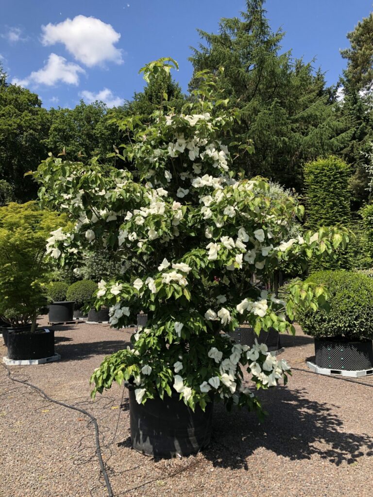 Cornus kousa 'Venus'®