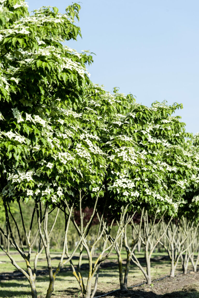 Cornus kousa_Schirmform_200-300x250-300_gl (2)