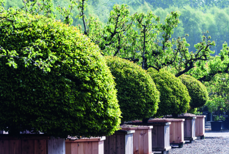 Enkianthus perulatus