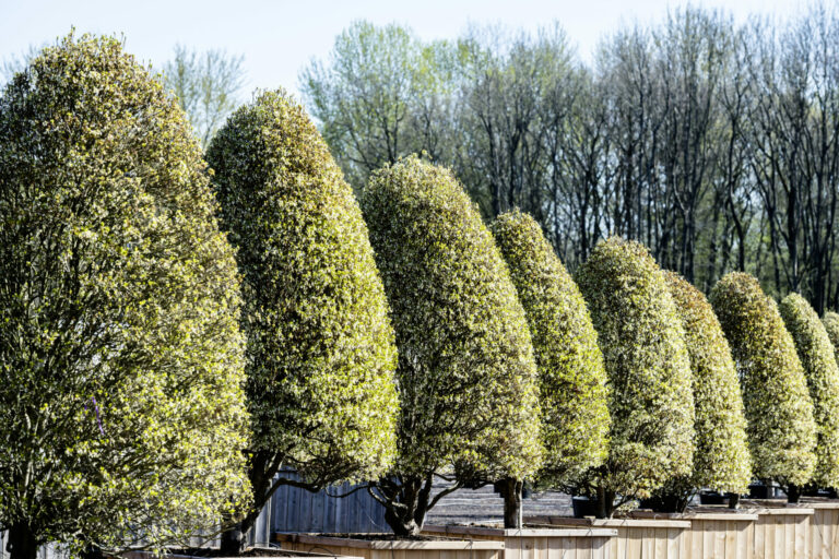 Enkianthus perulatus MPC