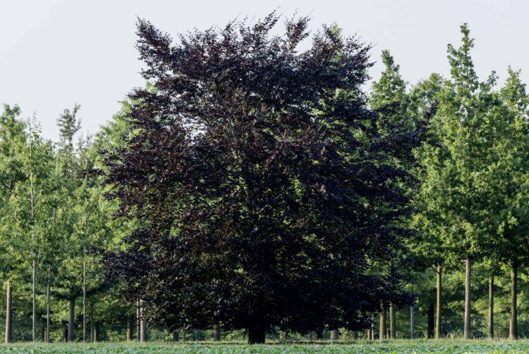 Fagus sylvatica f.purpurea 'Saemling'