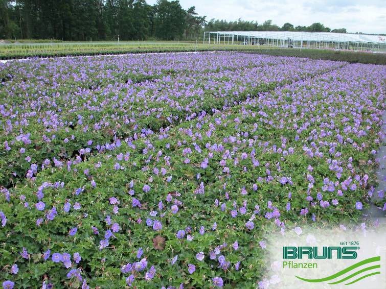 Geranium wallichianum 'Rozanne'®