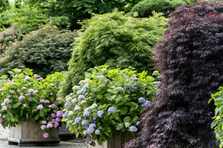 Hydrangea 'Endless Summer'