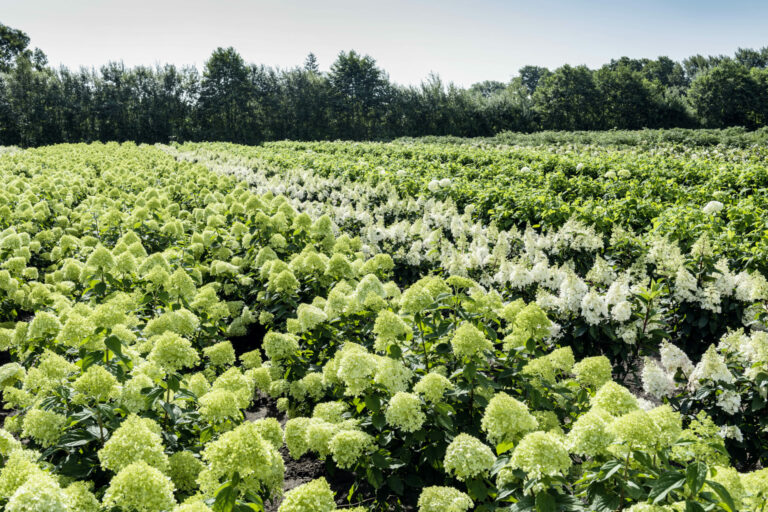 Hydrangea paniculata