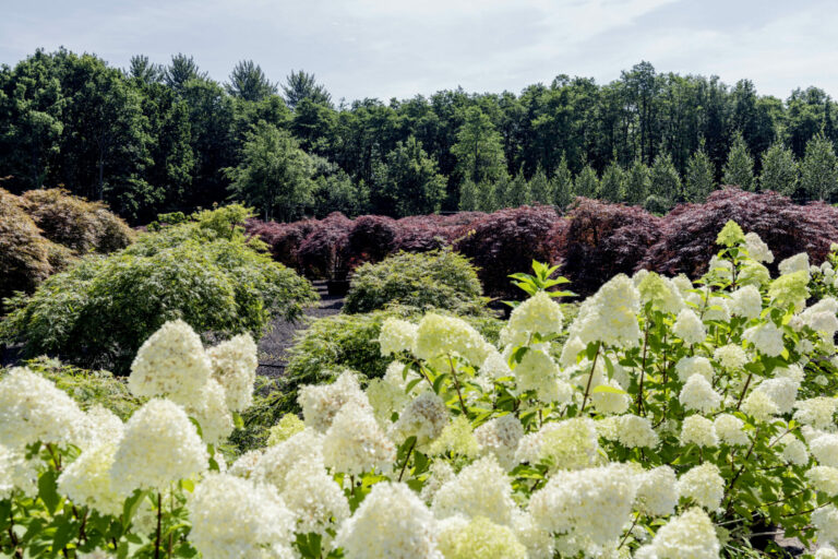 Hydrangea paniculata 'Limelight'