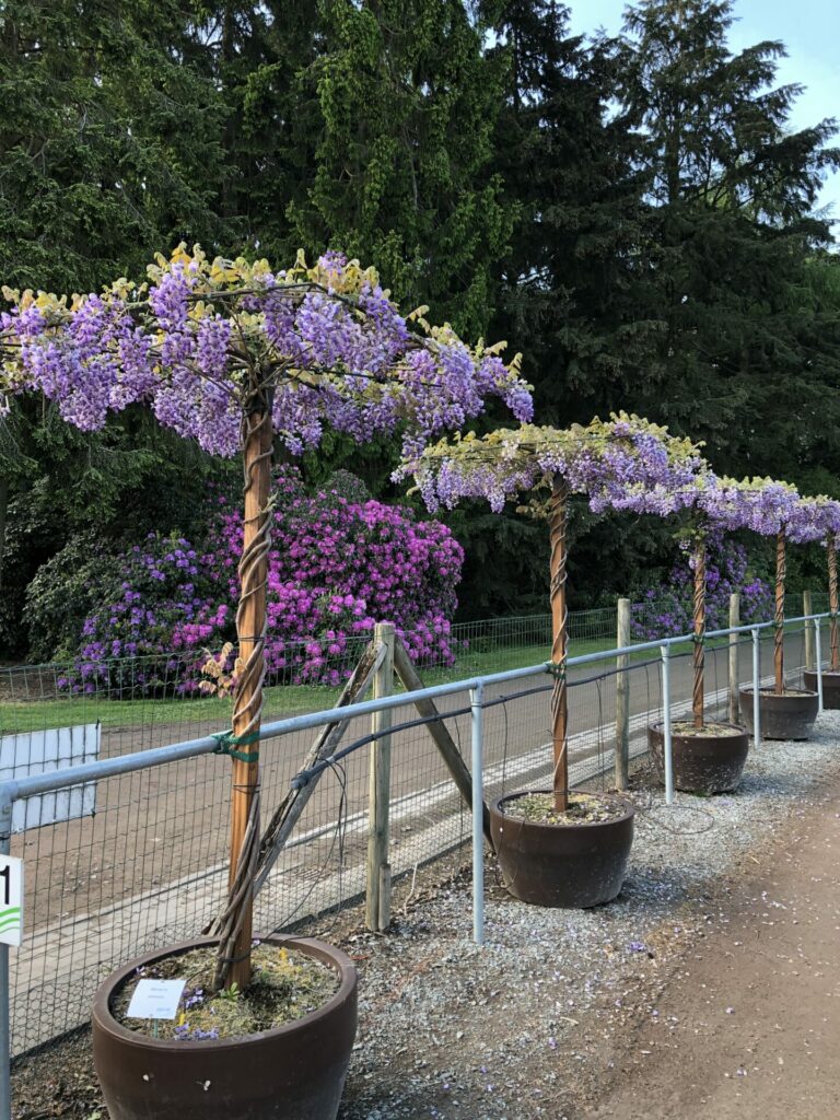 Wisteria sinensis