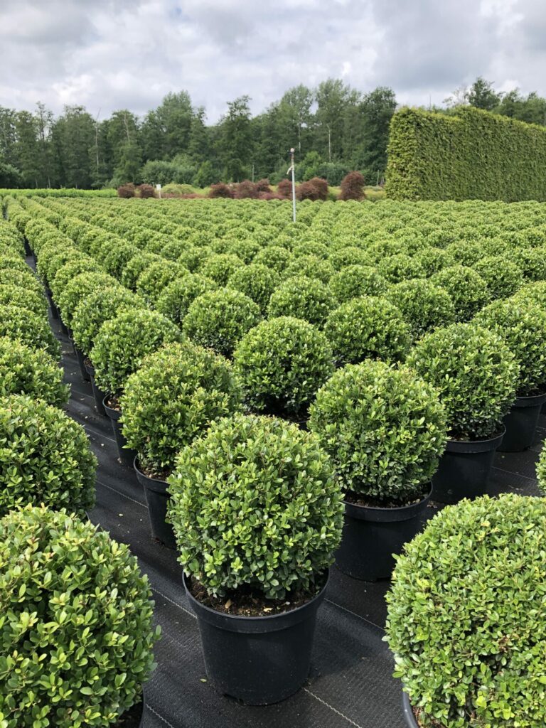 Ilex crenata 'Stokes'
