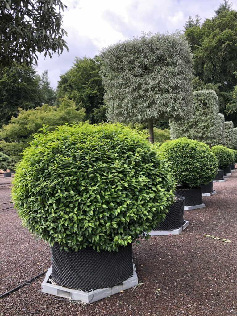 Prunus Lusitanica 'Angustifolia' & Pyrus salicifolia 'Pendula'