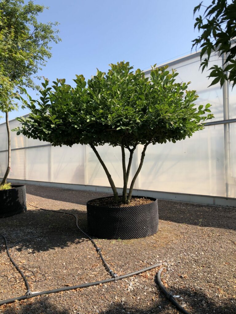 Magnolia x loebneri 'Merril'