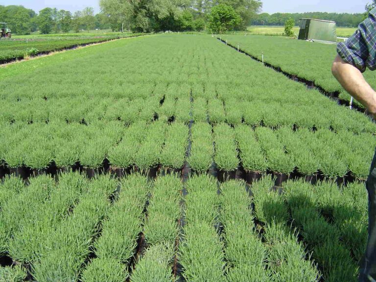 Lavandula angustifolia