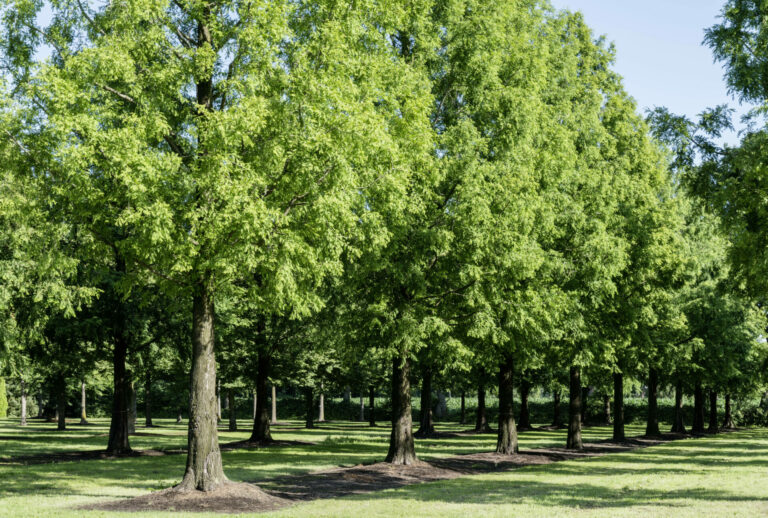 Metasequoia glyptostroboides
