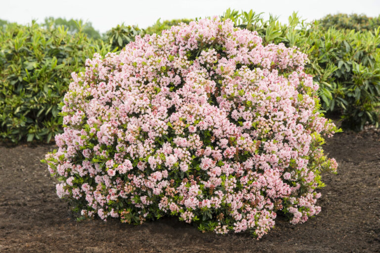 Rhododendron micranthum 'Bloombux®'