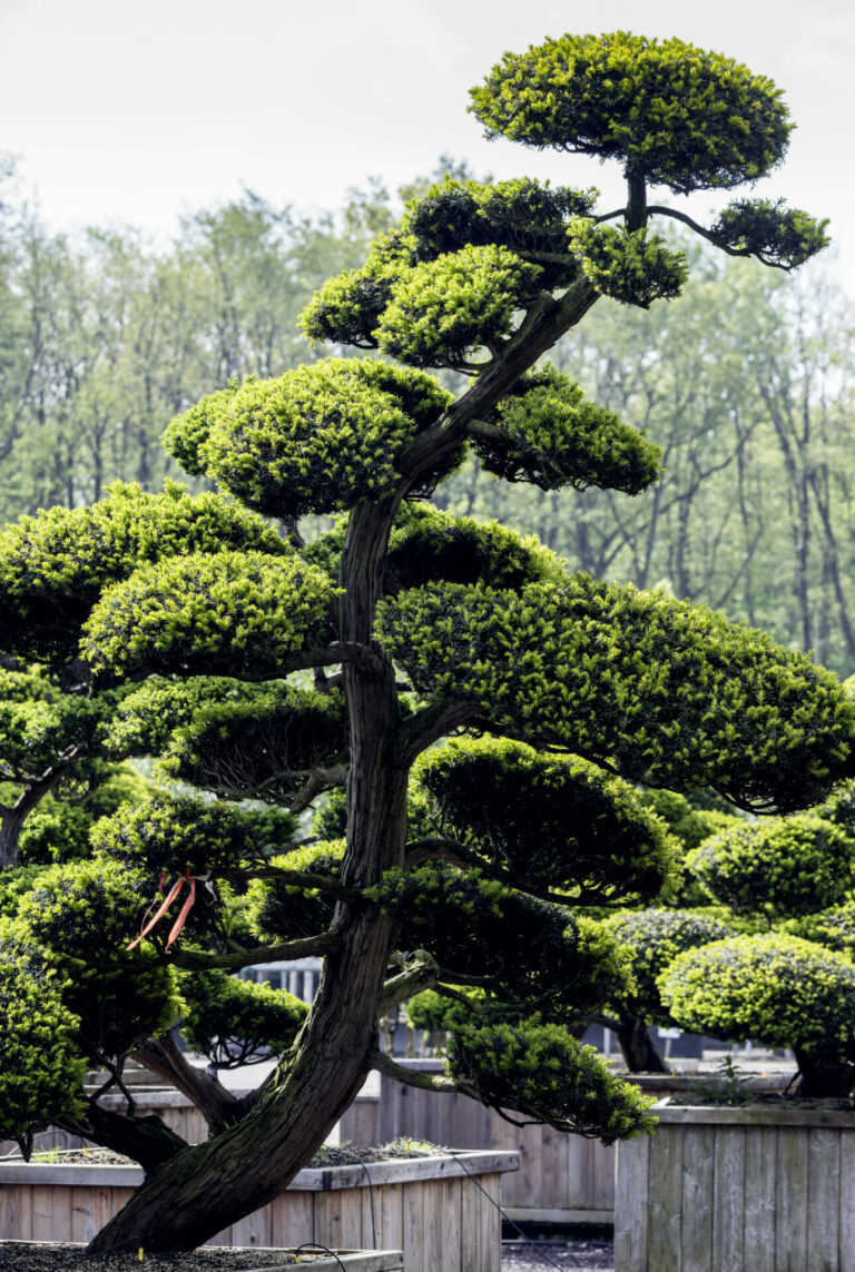 Niwaki Taxus cuspidata