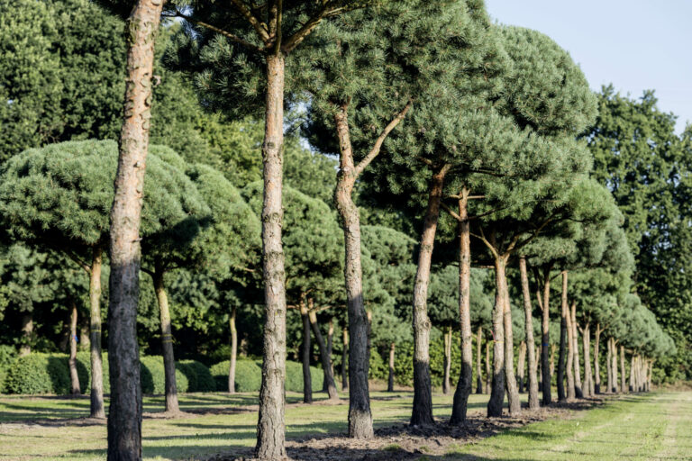 Pinus sylvestris Pinie