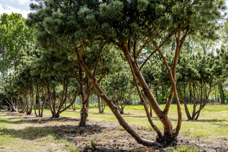 Pinus sylvestris 'Watereri'