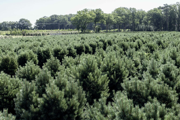 Pinus sylvestris 'Watereri'