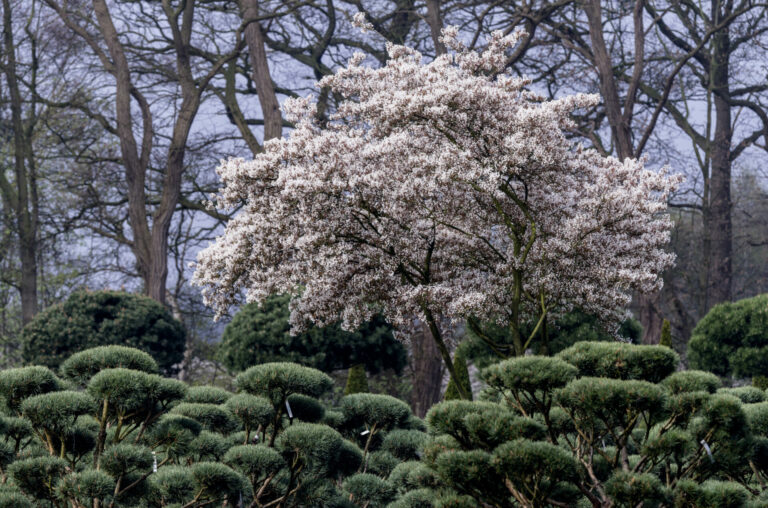 Pinus sylvestris 'Watereri' & Amelanchier lamarkii