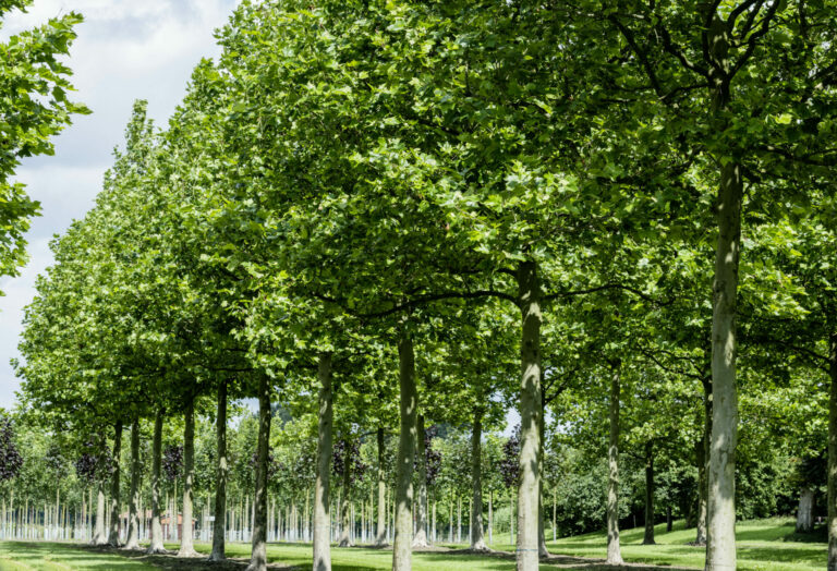 Platanus x hispanica