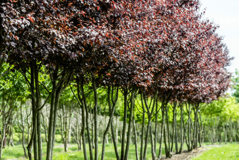 Prunus cerasifera 'Nigra'