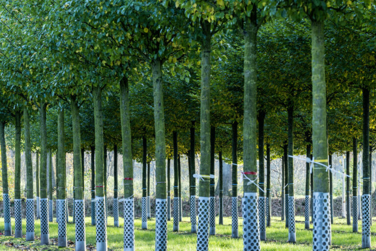 Pyrus calleryana 'Chanticleer'