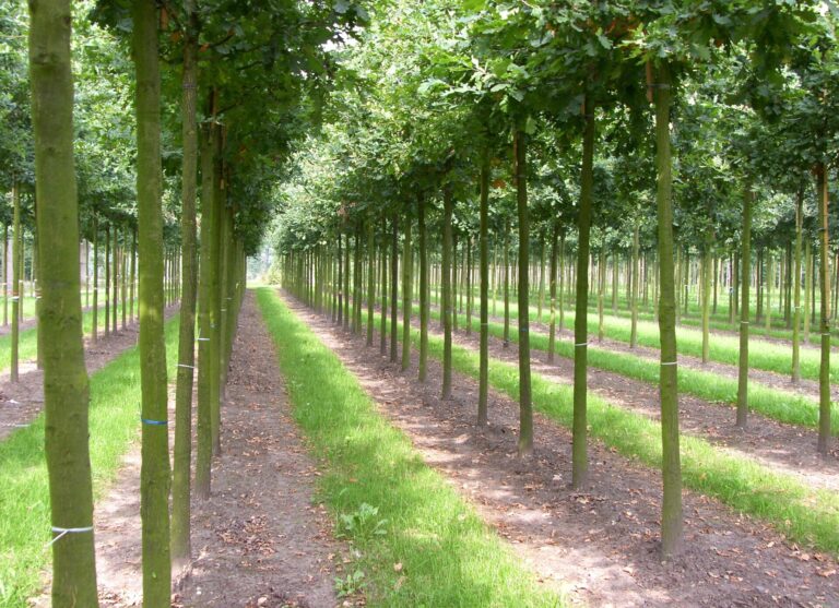 Autochthone Gehölze