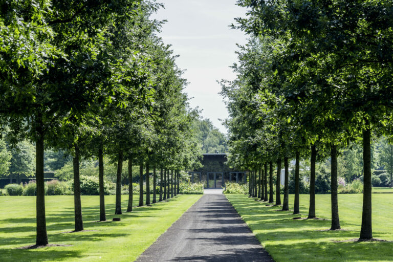 Quercus cerris Allee