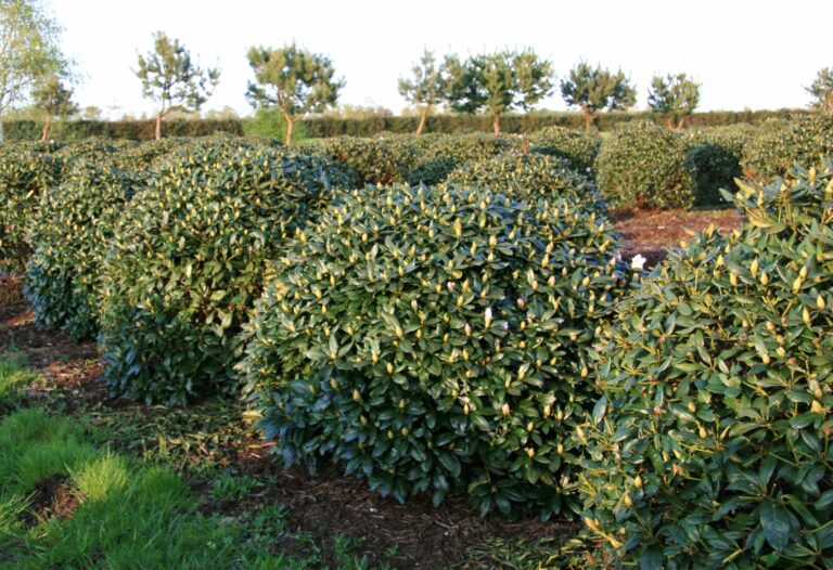 RCWH_Schaupflanze_5xv_Br120-140xHö100-120_G_IP3932_2_17.04.07