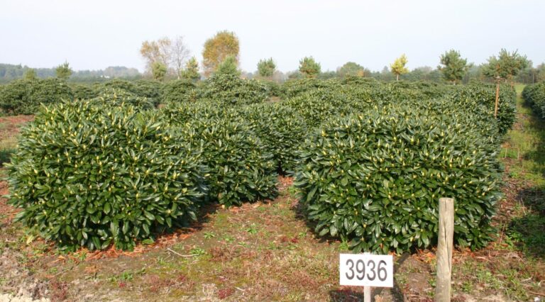 RCWH_Schaupflanze_5xv_Br140-160xHö80-90-100_IP_3_14.10.05