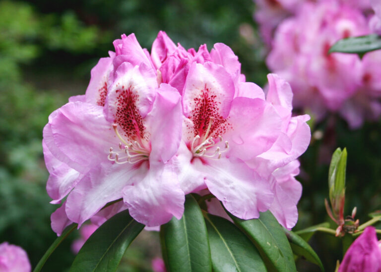 Rhod_Hybr_ehemals'Wilhelm_Bruns'_G_PA_2_30_05_06_11824