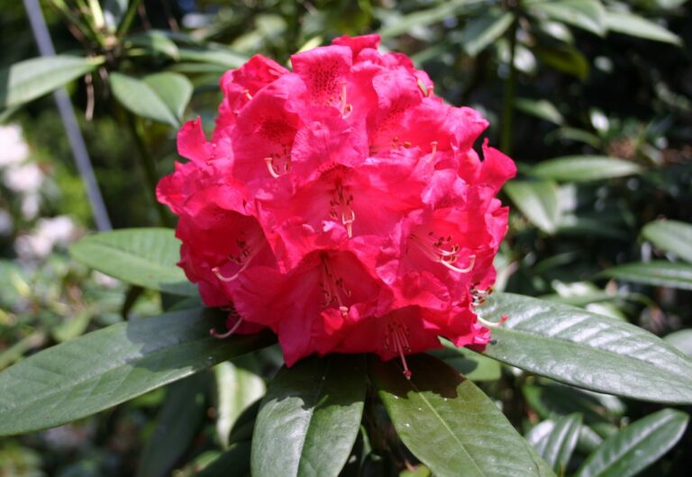 Rhododendron 'Berliner Liebe'