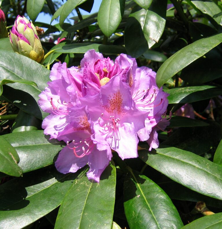 Rhododendron 'Catawbiense Grandiflorum'