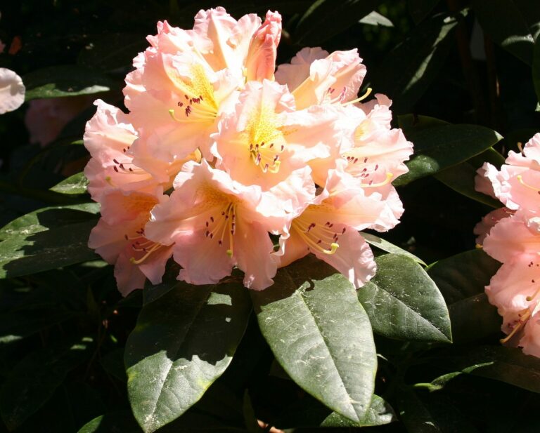 Rhododendron 'Gloria'