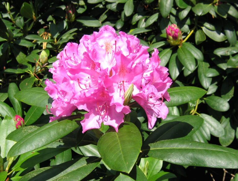 Rhododendron 'Roseum Elegans'