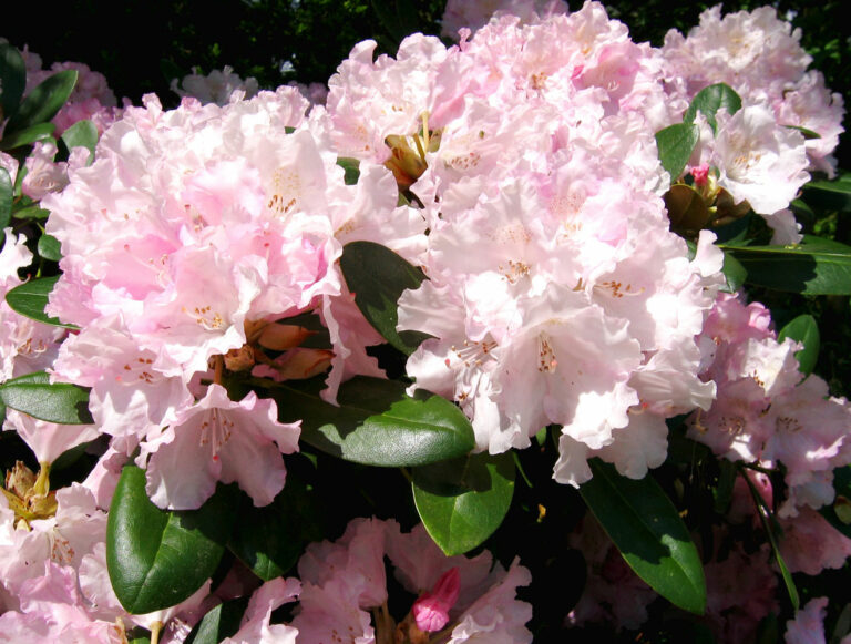Rhododendron yakushimanum 'Silberwolke'