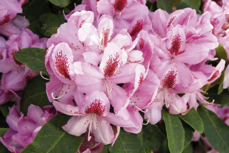 Rhododendron 'Furnivalls Daughter'