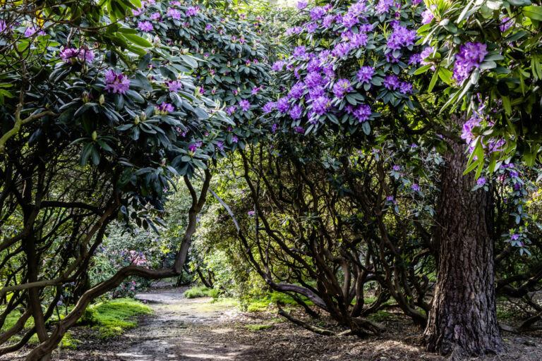 Rhododendronpark Gristede____