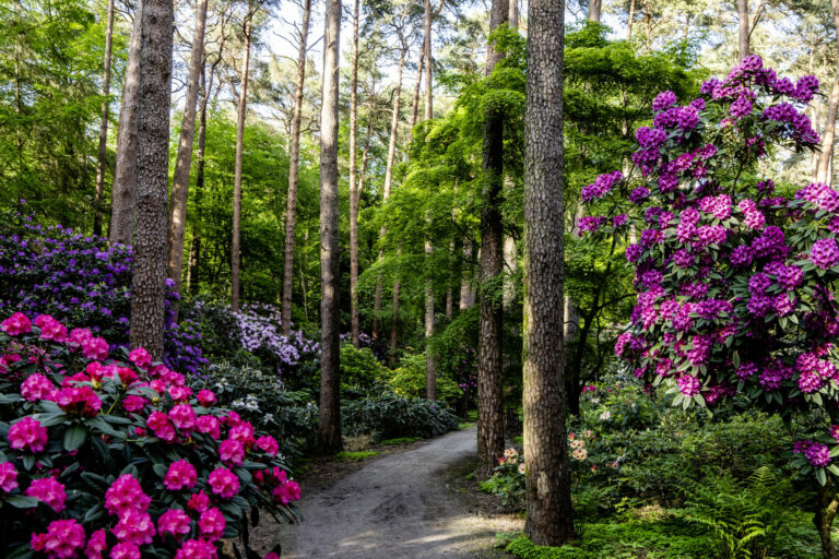 Rhododendronpark Gristede___