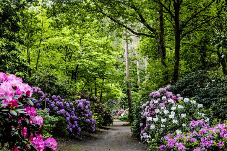 Rhododendronpark Gristede in Blüte __