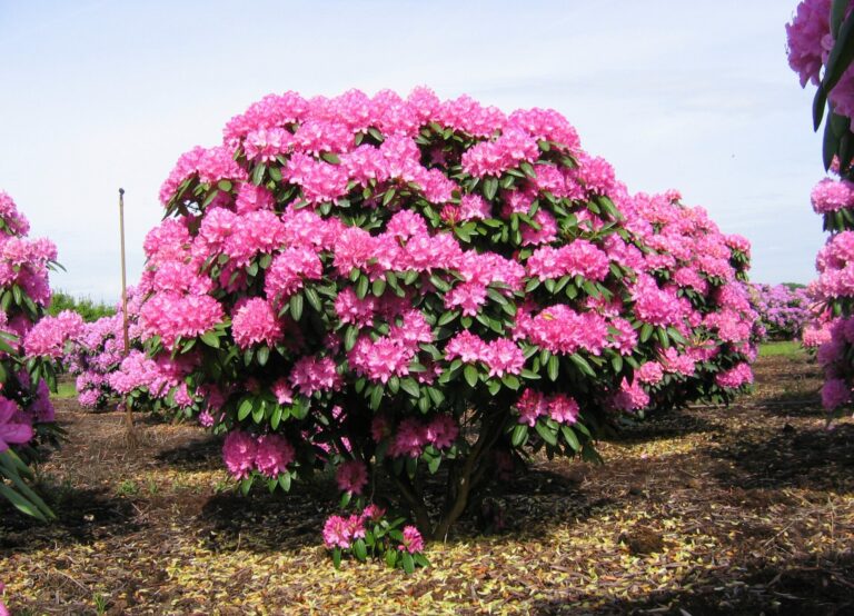 RREL_Schaupflanze_180-200x180-200_IP_19.05.09_jh