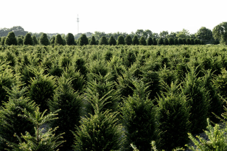 Taxus baccata