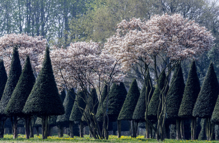 Taxus Baccata & Amelancier lamarkii