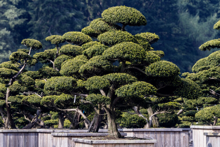 Taxus cuspidata Niwaki