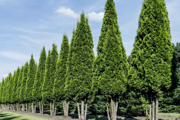Thuja occidentalis 'Columna'