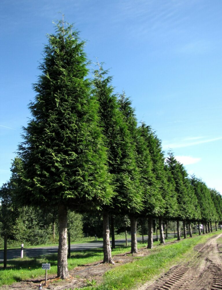 Thuja plicata 'Excelsa'