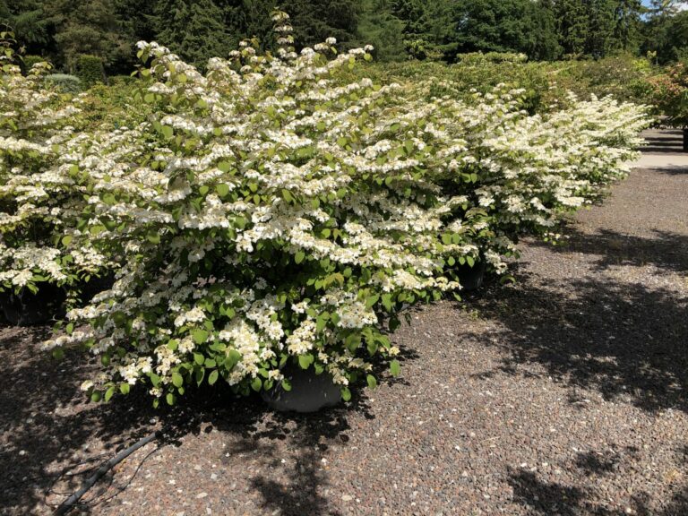 Viburnum plicatum 'Mariesii'