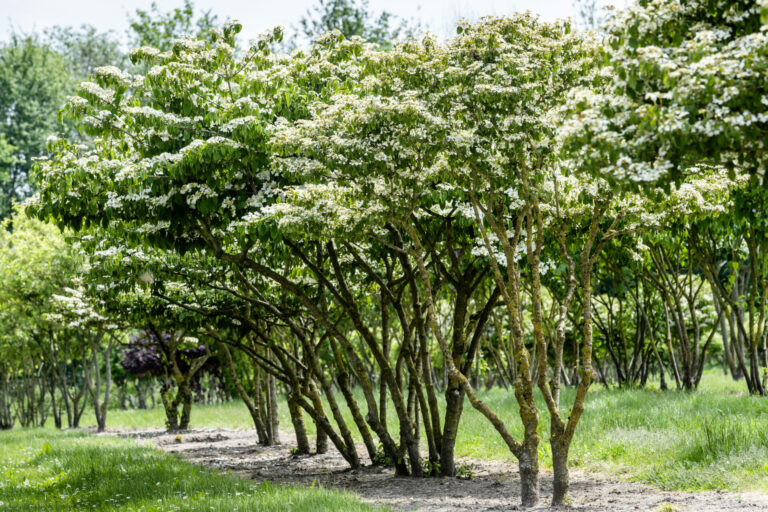 Viburnum plicatum 'Mariesii'