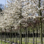Amelanchier arborea ‚Robin Hill‘ – Felsenbirne